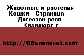 Животные и растения Кошки - Страница 5 . Дагестан респ.,Кизилюрт г.